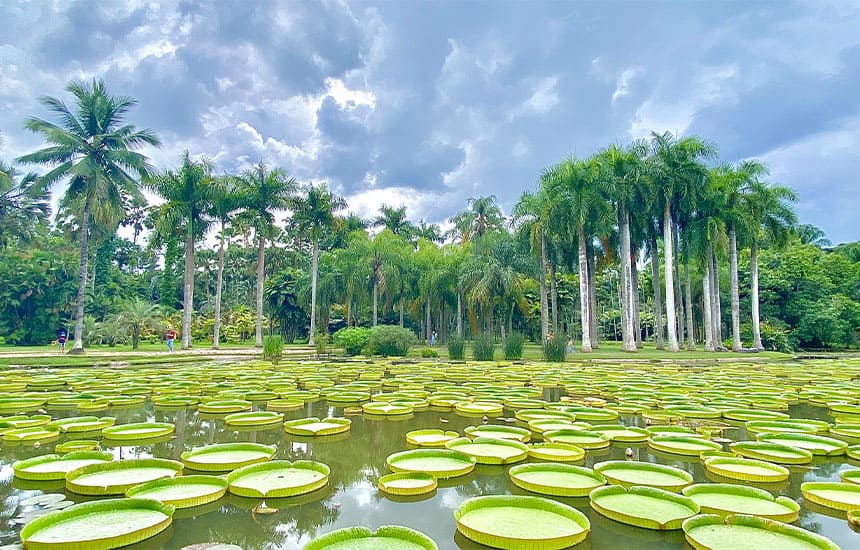 西双版納熱帯植物園——中国最大の植物園1