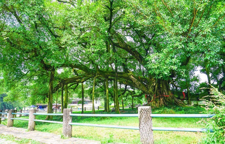 2.ガジュマルの木——愛情の長久を願う神の木