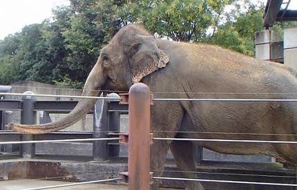 徳島動物園の飼育員さんと象