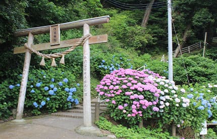 住吉神社の紫陽花